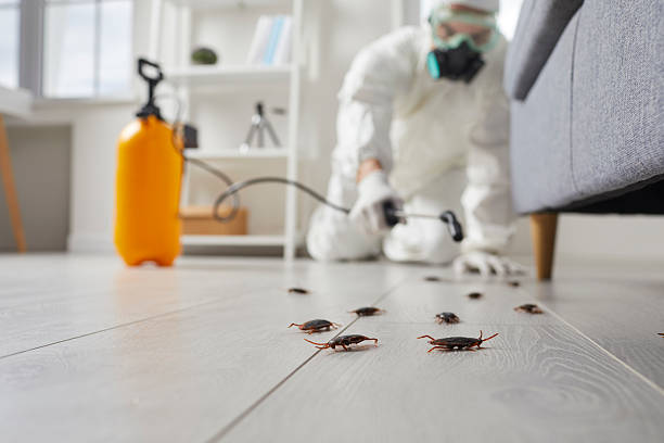 Post-Treatment Bed Bug Interceptor Monitoring in Bells